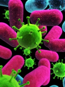 BBP virus bacteria1 1